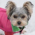 How to Keep Yorkie Fur Soft During Winter