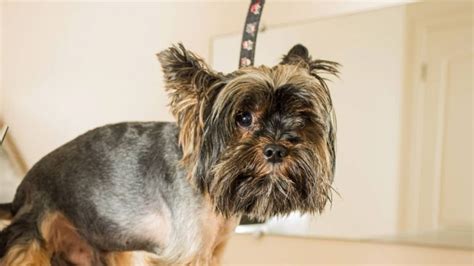 How to Keep Yorkies Focused During Training