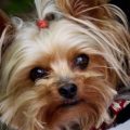 How to Keep Yorkshire Terriers Cool in Summer