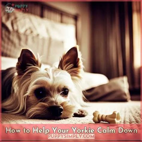 How to Keep Your Yorkie Calm at Night