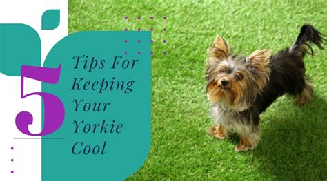 How to Keep Your Yorkie Cool During Hot Months