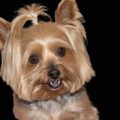 How to Keep Your Yorkie’s Coat Tangle-Free