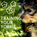 How to Make Yorkie Training Fun!