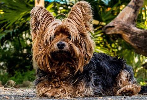 How to Manage a Yorkie’s Long Coat