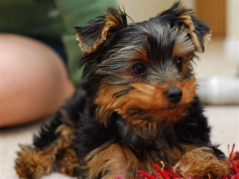 How to Pick the Right Yorkie Puppy