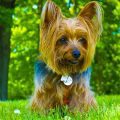 How to Spot a Happy Yorkie: 10 Tell-Tale Signs