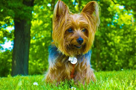 How to Spot a Happy Yorkie: 10 Tell-Tale Signs