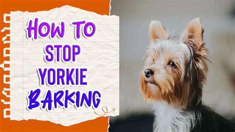 How to Stop Yorkie Separation Barking