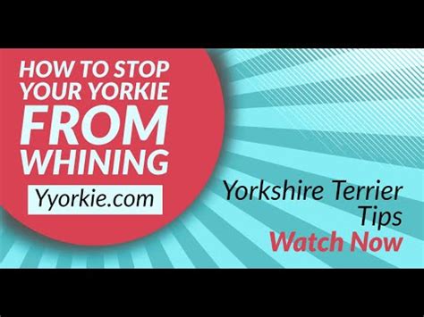 How to Stop Yorkie’s Constant Whining