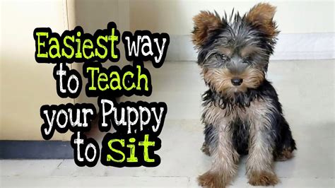 How to Teach a Yorkie to Sit in 3 Steps