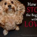 How to Teach a Yorkie to Stop Begging