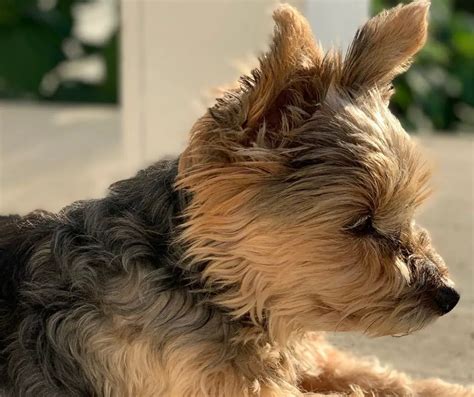 How to Train Yorkies to Be Calm at Home