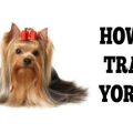 How to Train a Yorkie Not to Bite