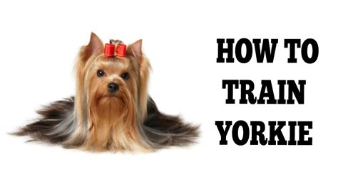 How to Train a Yorkie Not to Bite