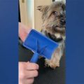 How to Trim a Yorkie’s Paws for Clean Walks