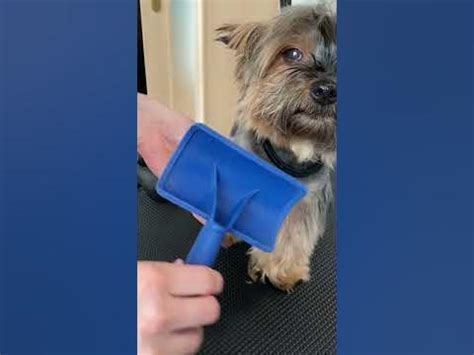 How to Trim a Yorkie’s Paws for Clean Walks