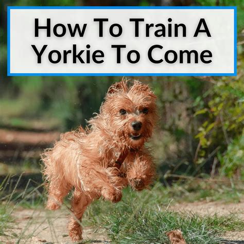 How to train a Yorkie to come