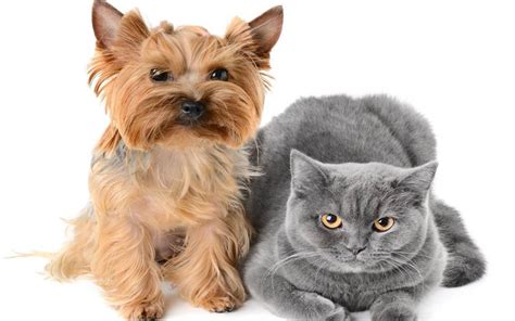 Introduce Your Yorkie to Other Pets