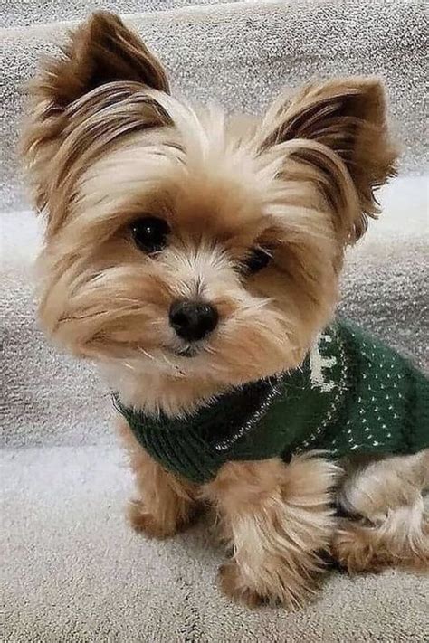 Is A Yorkie A Hypoallergenic Dog