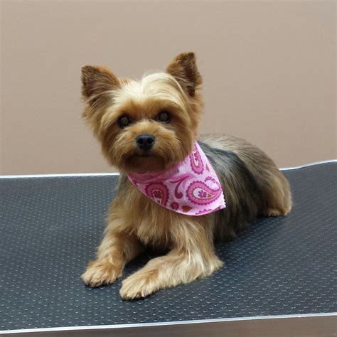 Is Professional Grooming Necessary for Yorkies?