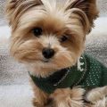 Is Yorkie Hypoallergenic