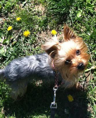 Is Your Yorkie Getting Enough Exercise?