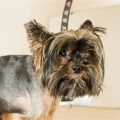 Is Your Yorkie Losing Hair? Here’s What to Do