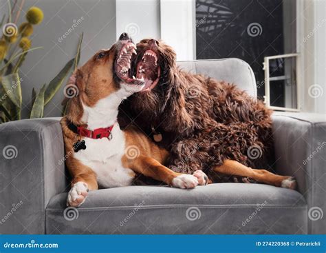 Jaw Sparring Dogs