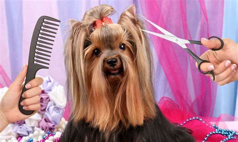 Keep Your Yorkie’s Coat Silky: 8 Pro Tips