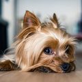 Keep Your Yorkie’s Joints Healthy