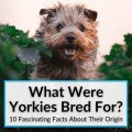 Learn About Yorkie Ancestors