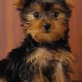 Light Brown Yorkie