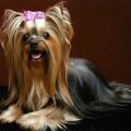 Long Hair Yorkie Cuts