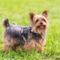 Male Yorkie