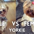 Male Yorkie Vs Female Yorkie