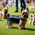 Meet Historic Yorkshire Terriers