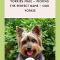 Names For Yorkies Male Dogs