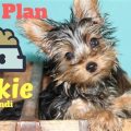 Natural Yorkie Diet Plan