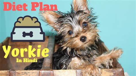 Natural Yorkie Diet Plan