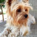 Old Yorkshire Terrier