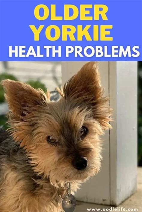 Older Yorkie health problems