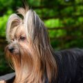 Original Yorkie Breed Purpose