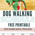 Perfect Walking Schedule for Yorkies