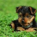 Potty Train Your Yorkie in One Week