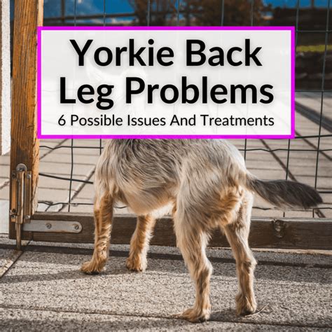 Prevent Yorkie Leg Problems: Tips