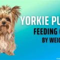 Puppy Yorkie Feeding Guide