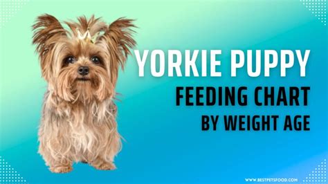 Puppy Yorkie Feeding Guide