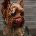 Raw Diet for Yorkies