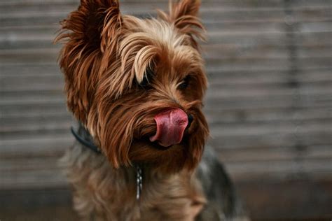 Raw Diet for Yorkies