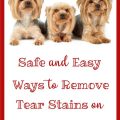 Remove Yorkie Tear Stains Fast